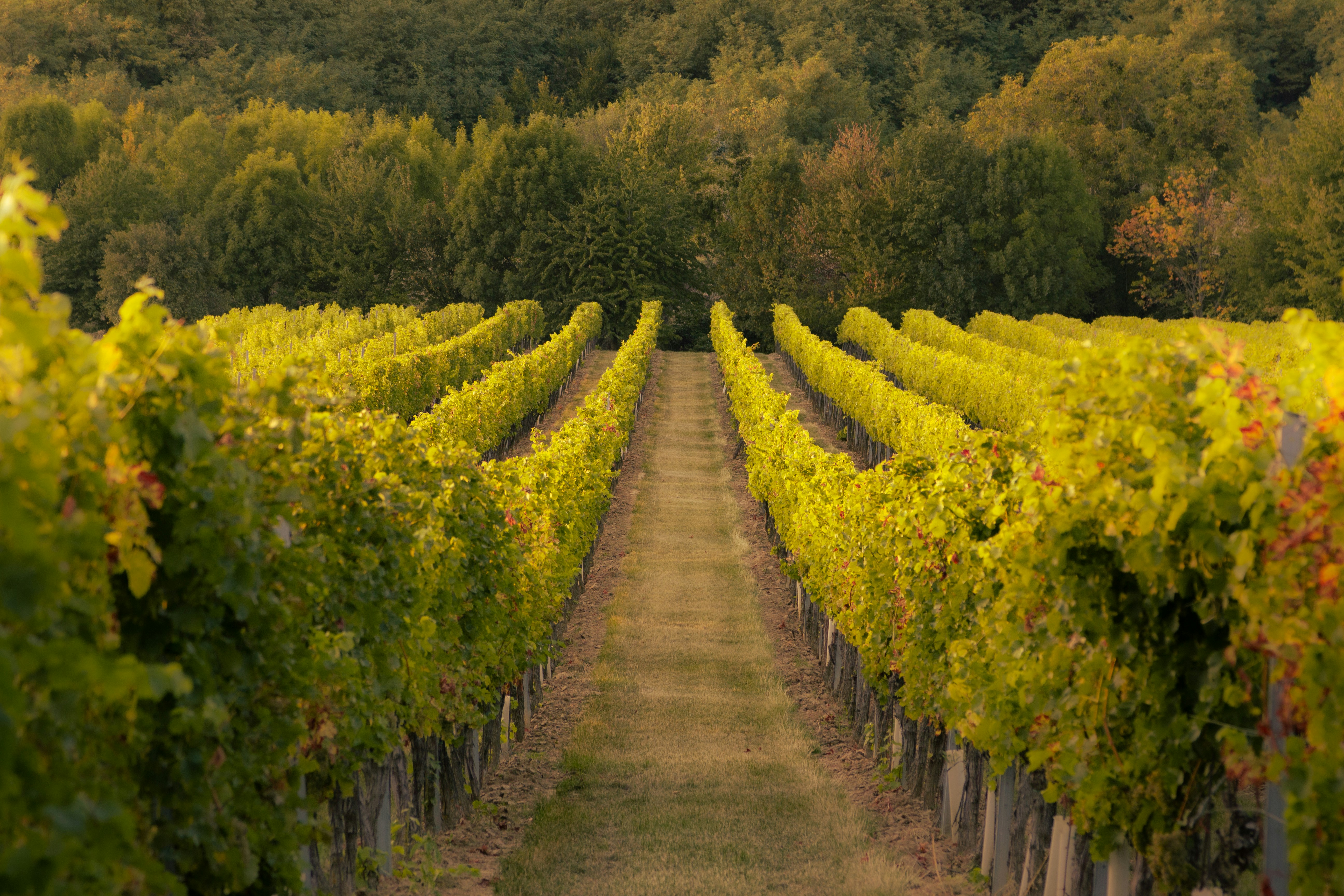 Vineyard at sunset