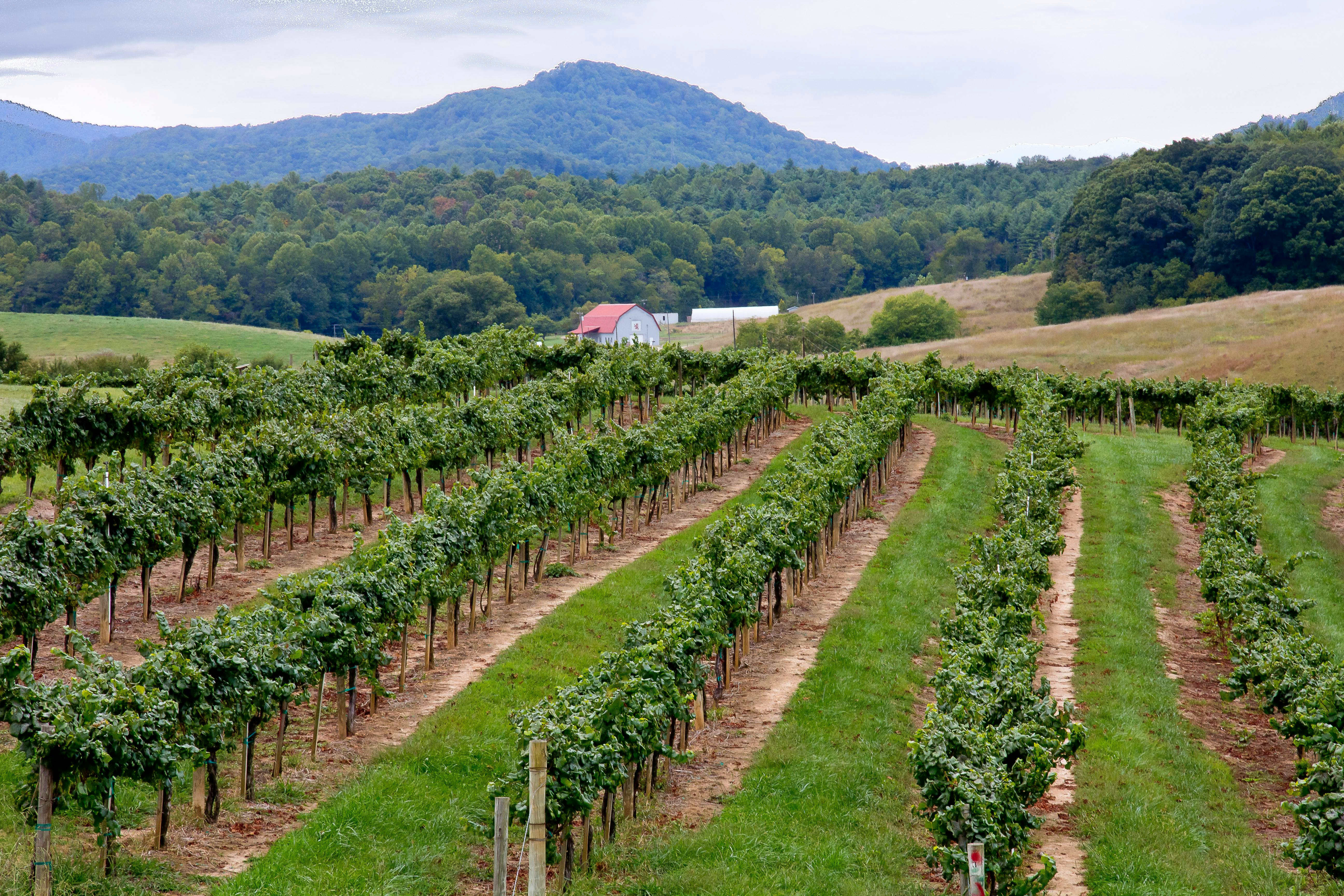 Overhead photo of a vineyard