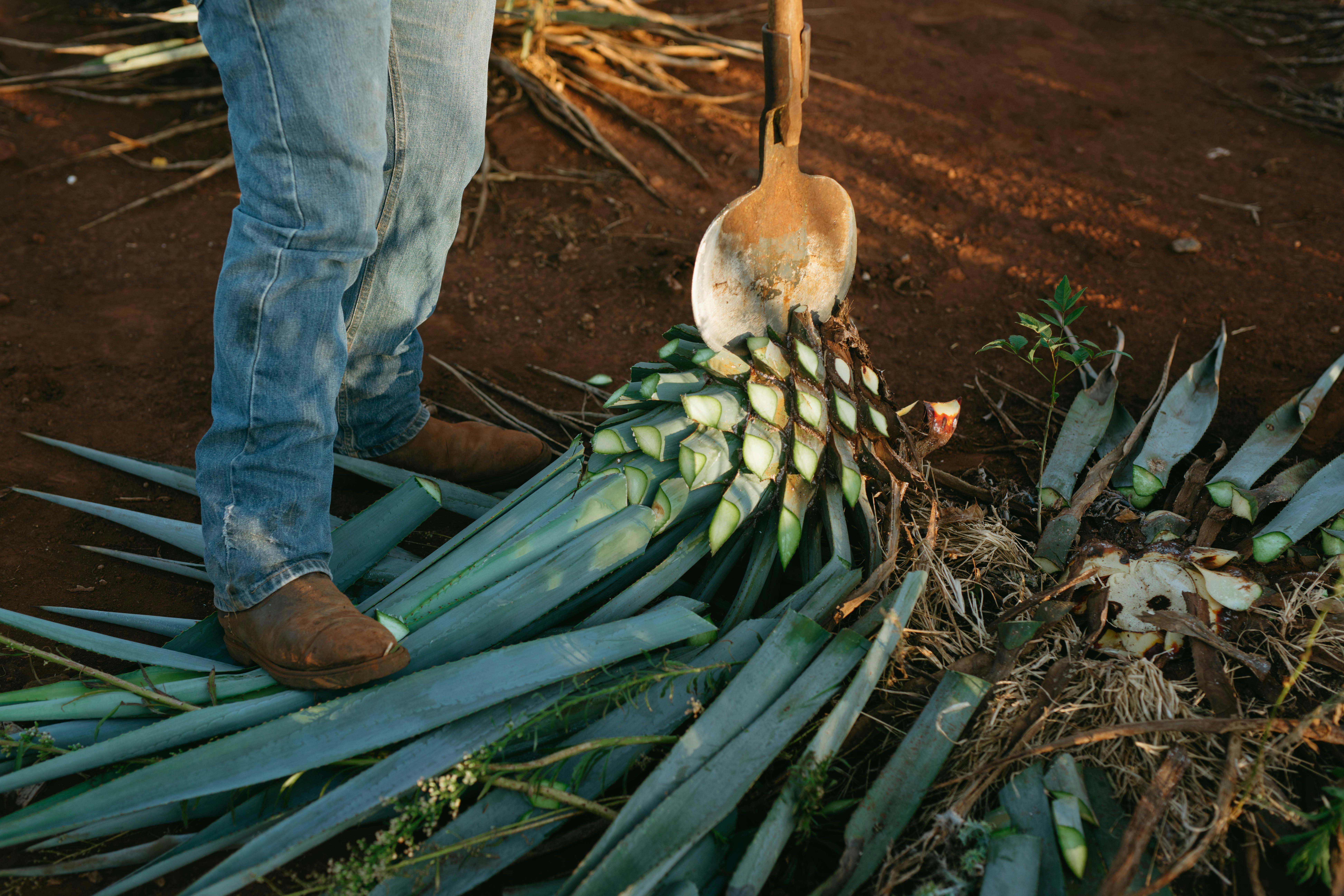Agave Harvesting